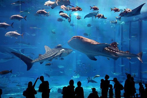 SEA LIFE Sydney Aquarium, Sydney, Australia