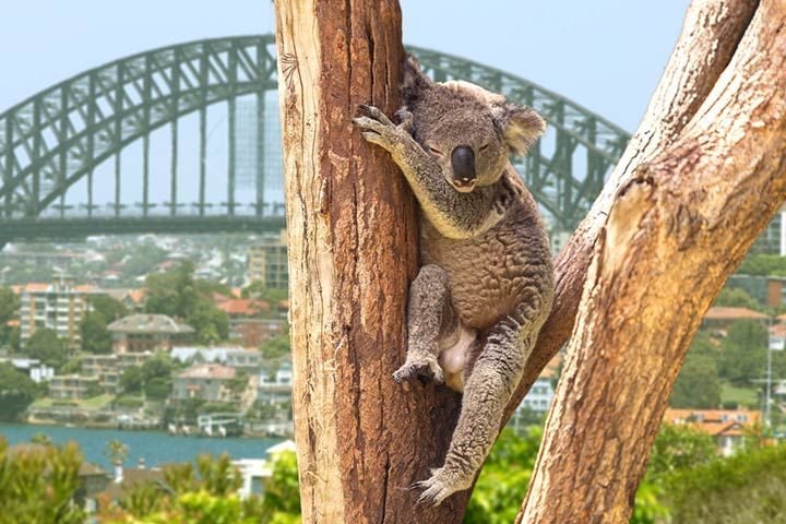 Taronga Zoo, Australia