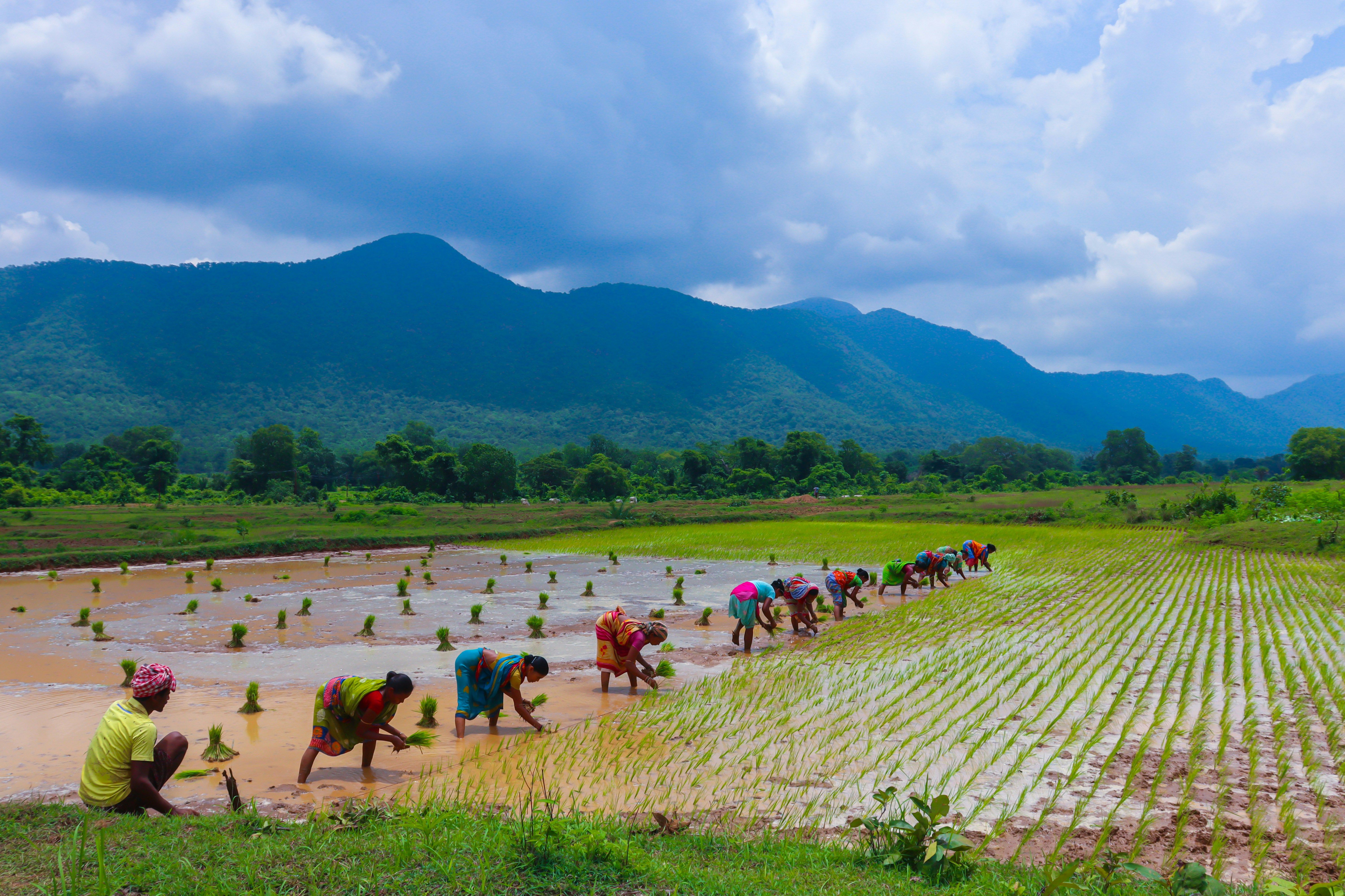Your Shortcut to Planning the Perfect Eco Trip Odisha